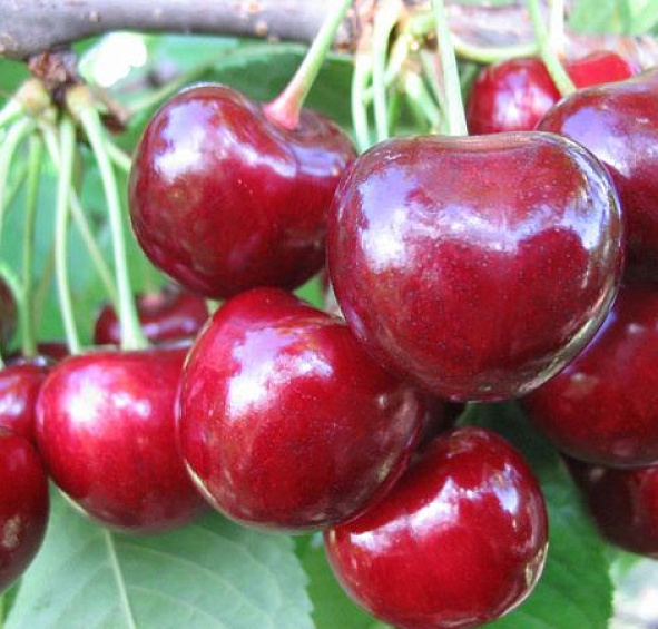 Черешня 'Ипуть'
