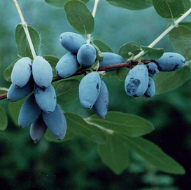 Жимолость съедобная 'Огненный опал'