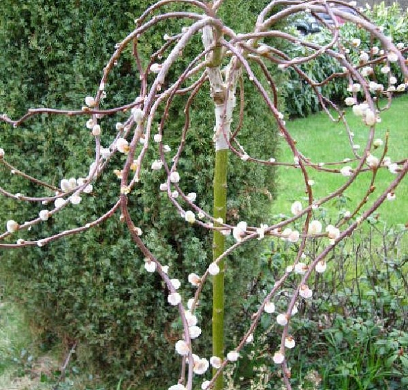 Ива козья 'Курли Локc'