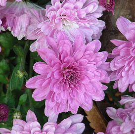 Хризантема корейская