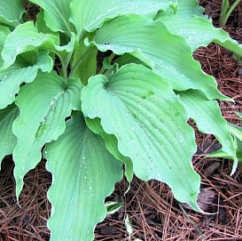 Хоста гибридная (вздутая, волнистая) 'Нептун'