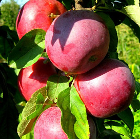 Яблоня колоновидная 'Камиха'