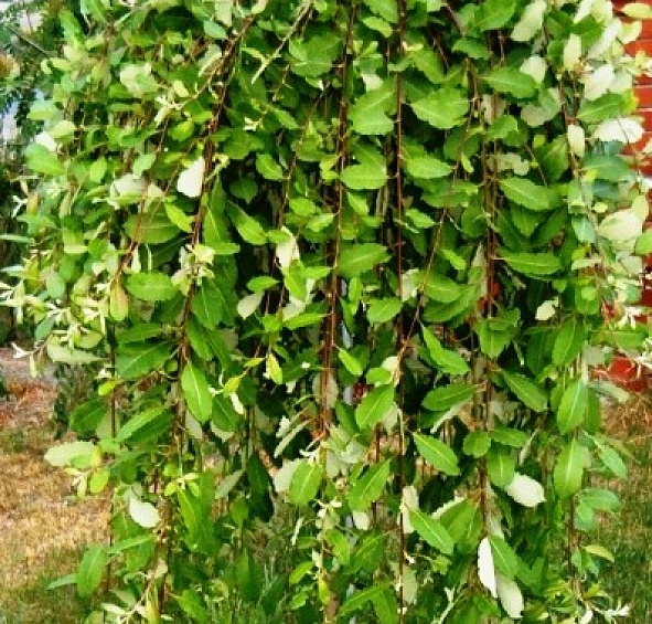 Ива козья 'Килмарнок'