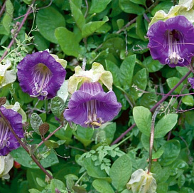 Семена Кобея