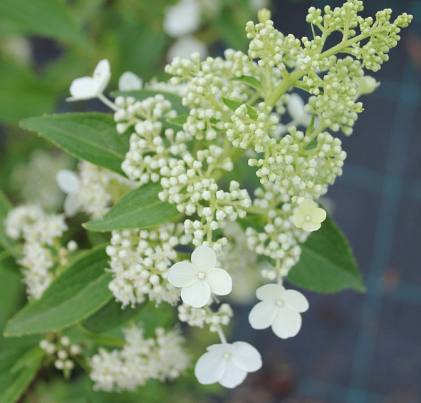 Гортензия метельчатая 'Киушу'