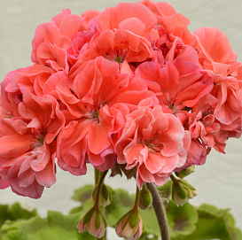 Пеларгония зональная 'Монин Сан' (оранжевая- зеленый лист)