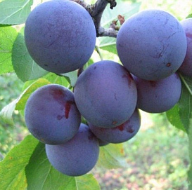 Алыча 'Синяя'