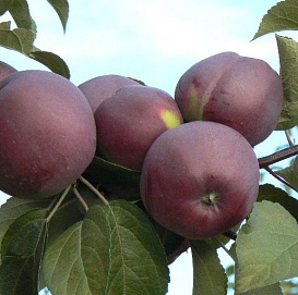 Яблоня домашняя 'Имант'