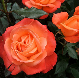 Роза 'Голд Штерн Перл' (чайно-гибридная) (оранжево - красная)