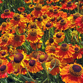 Гелениум осенний