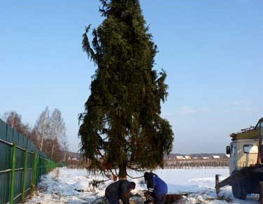 Фотоальбом Крупномеры Ели сербской (Picea omorica) 11 м. Фотография 8