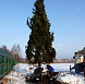 Фотоальбом Крупномеры Ели сербской (Picea omorica) 11 м. Фотография 8