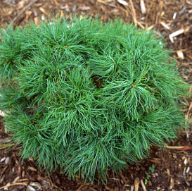 Сосна веймутова 'Грин Керлс'