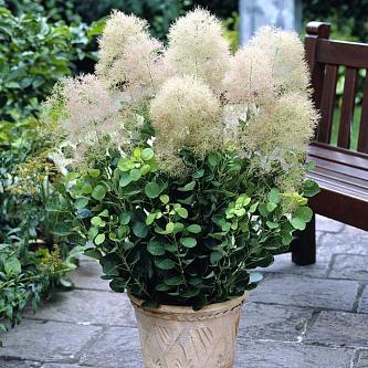 cotinus coggygria rubrifolius