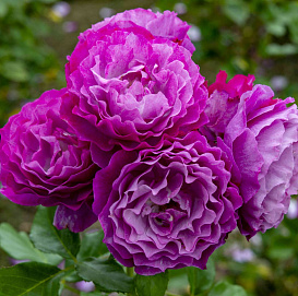 Роза 'Вилд Блю Уандер' (флорибунда) (сиреневый)