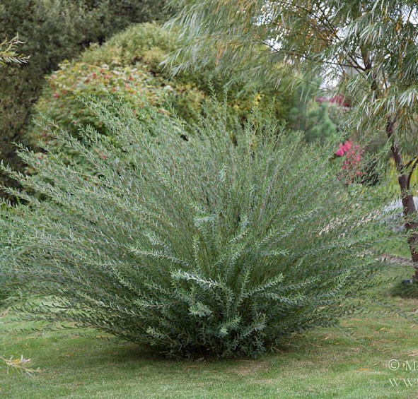 Ива розмаринолистная