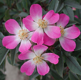 Роза сизая (розовая)