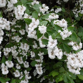 Дейция шершавая