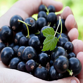 Смородина черная 'Пигмей'