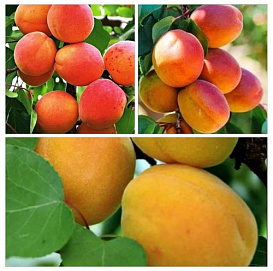 Абрикос 'Жигулевский/Чемпион Севера/Северный Триумф' (тройная прививка)