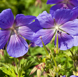 Герань гималайская 'Бэби Блю' (синяя)