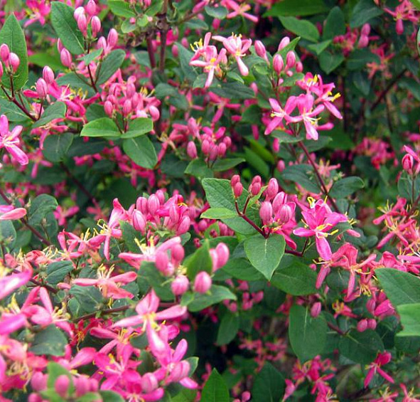 Жимолость татарская