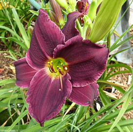 Лилейник гибридный 'Джокей Клаб' (фиолетово-желтый)