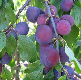 Слива 'Анна Шпет'