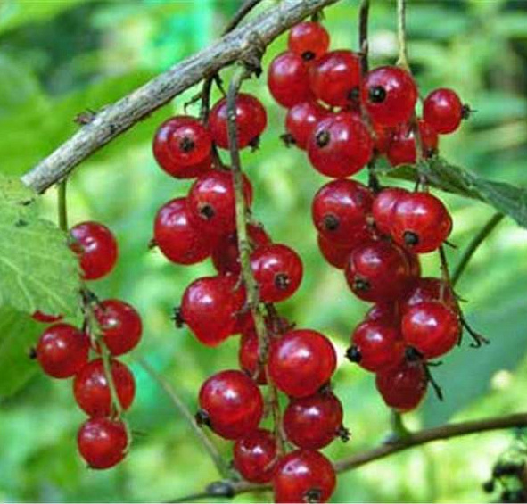 Смородина красная 'Уральские зори'