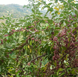 Лох зонтичный