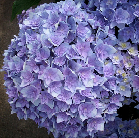 Гортензия крупнолистная 'Тугезер'