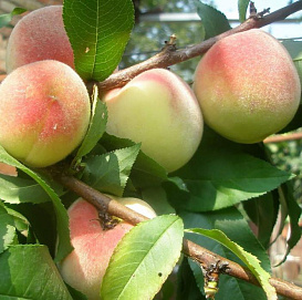 Персик 'Донской белый'