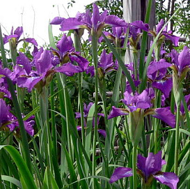 Ирис сибирский 'Эвен'