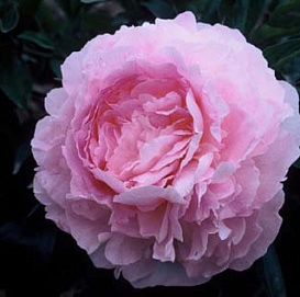 Пион молочноцветковый 'Сюзи Кью' (розовый)