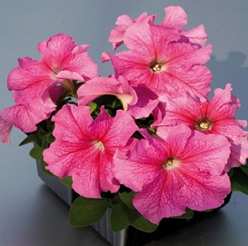 Петуния (сурфиния) гибридная 'Лимбо Джи Пи Роуз Вейнед' (розовая)