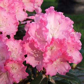 Рододендрон якушиманский 'Владислав Локетек' / 'Роял Рози' (розовый)