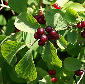 Жимолость обыкновенная