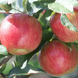 Яблоня домашняя 'Скала'