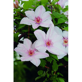 Клематис 'Иоанн Павел II'