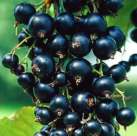 Смородина черная 'Черная жемчужина'