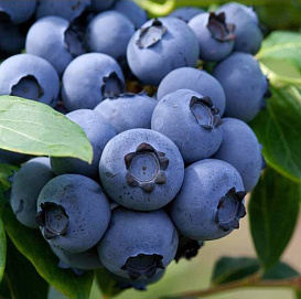 Голубика среднерослая 'Эрлиблю'