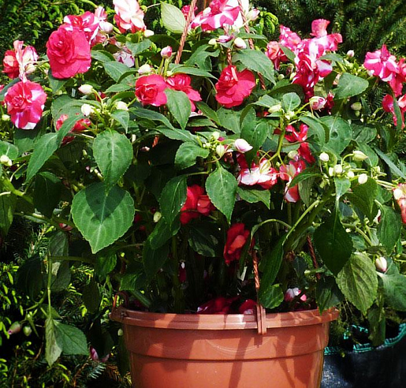 Бальзамин Уоллера