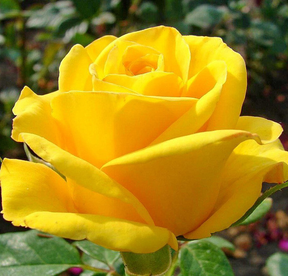 Роза 'Керио' (чайно-гибридная) (желтая)