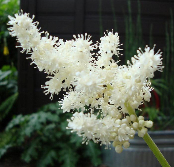 Астильбоидес пластинчатый