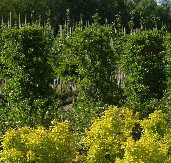 Боярышник сливолистный