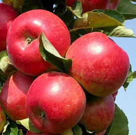 Яблоня домашняя 'Елена'