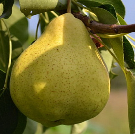 Груша 'Космическая'