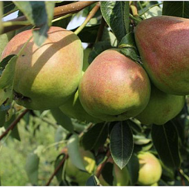 Груша 'Нерусса'