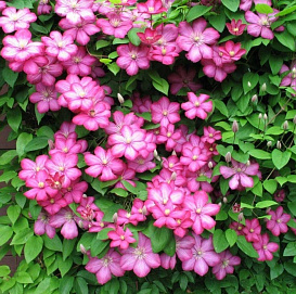 Клематис 'Вилль де Лион'