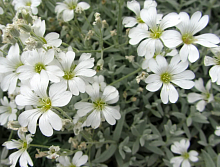 Ясколка Войлочная